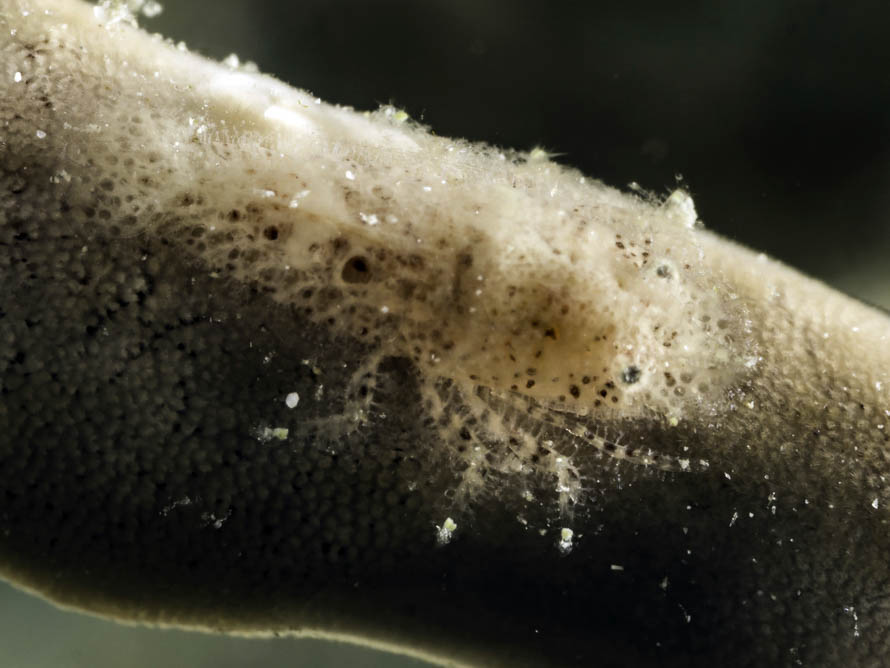 Gelastocaris paronae